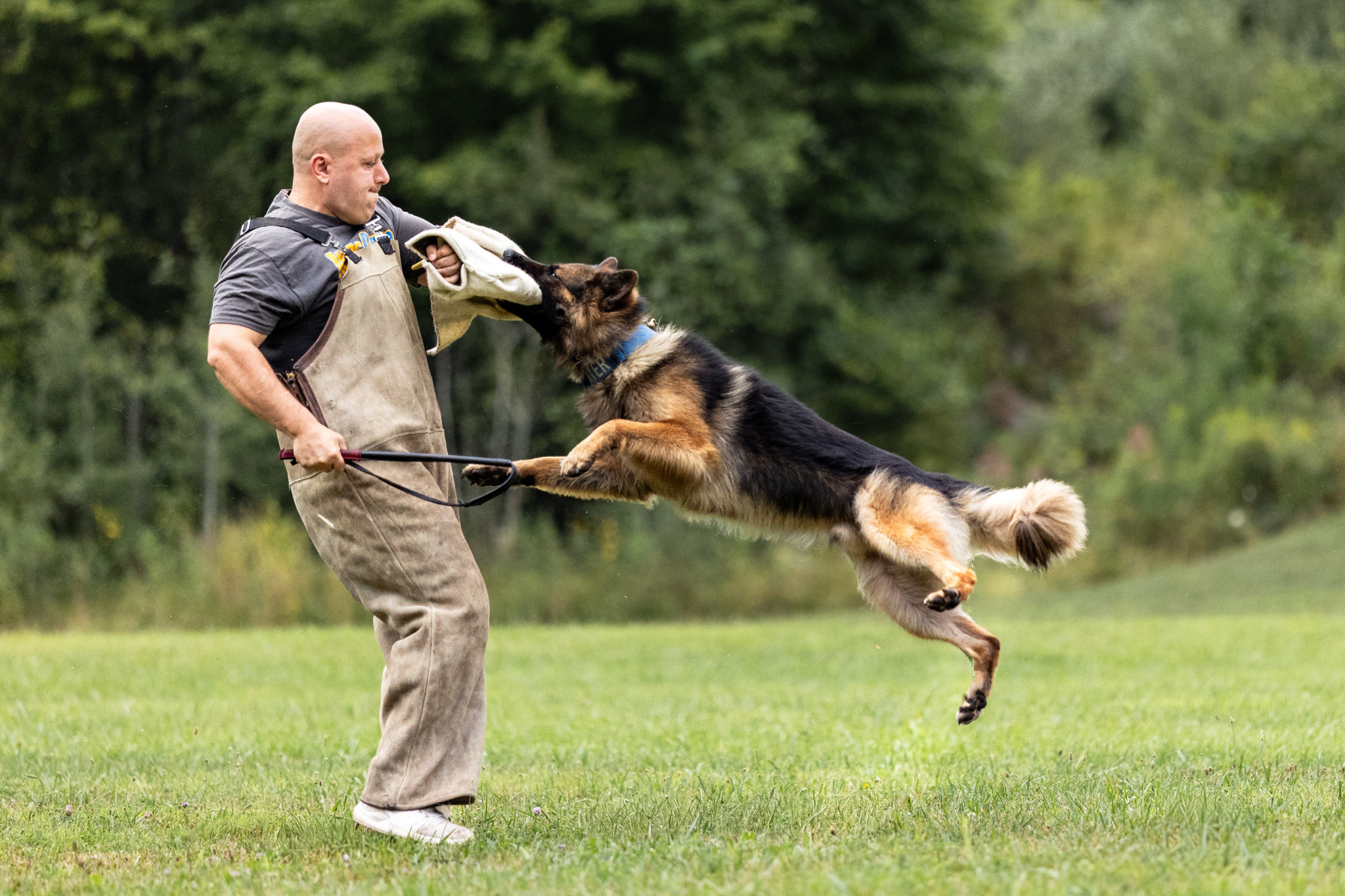 portfolio-05 athens-canine-7