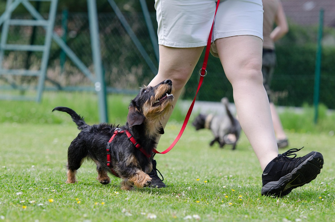 portfolio-01 dachshund, dog school, dog training, obedience, training, wire-haired dachshund, dog training, dog training, dog training, dog training, dog training