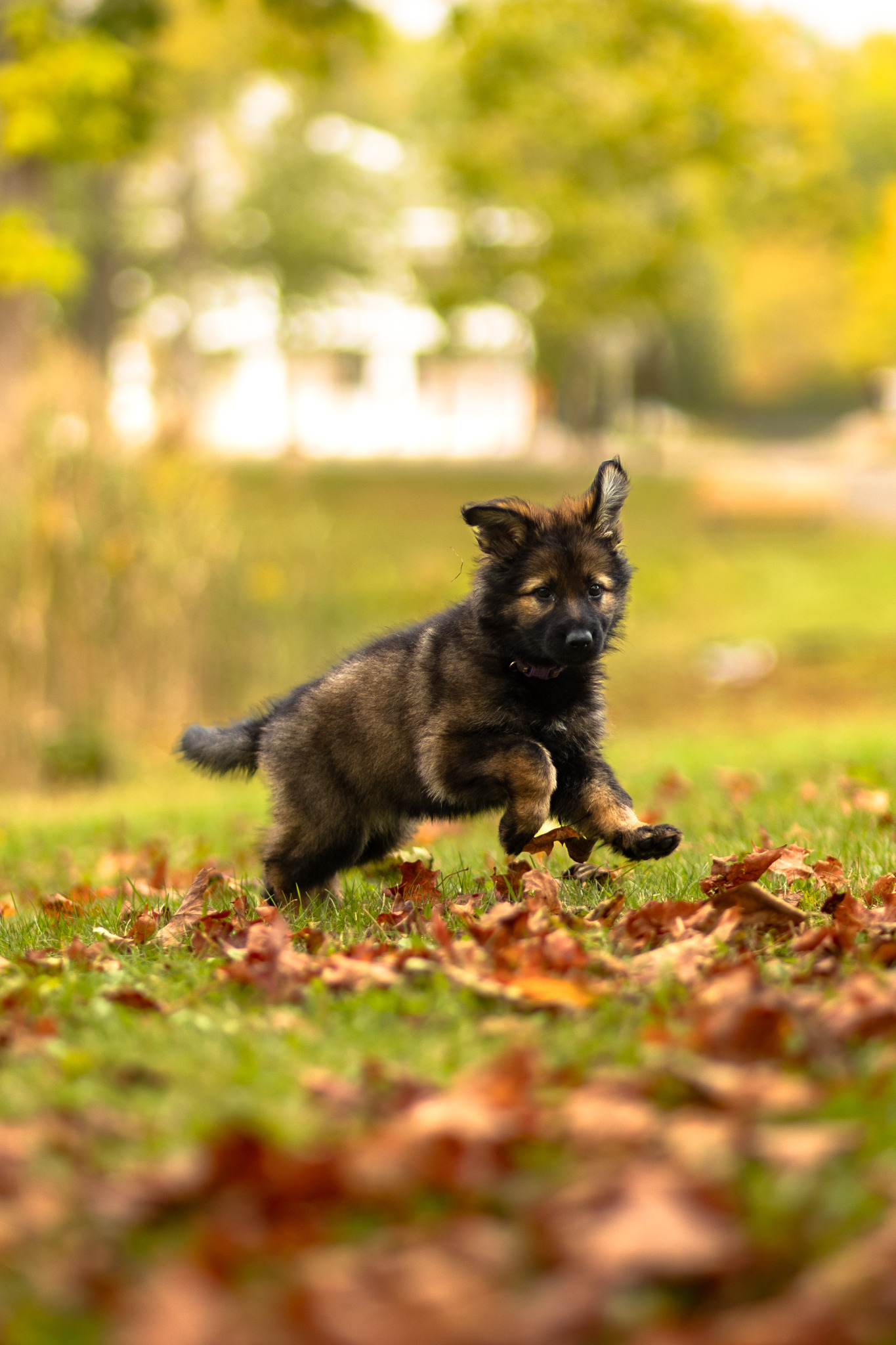 Crafting Captivating Headlines: Your awesome post title goes here gsd-puppy-1